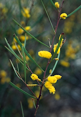 APII jpeg image of Acacia caroleae  © contact APII