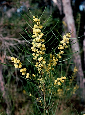 APII jpeg image of Acacia elongata  © contact APII