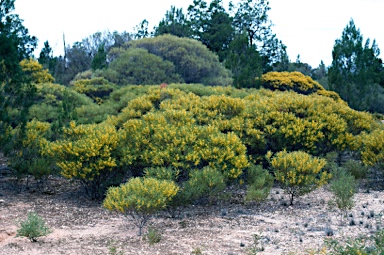 APII jpeg image of Acacia hakeoides  © contact APII