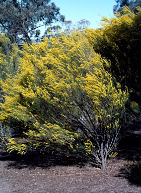 APII jpeg image of Acacia havilandiorum  © contact APII