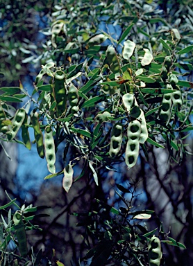 APII jpeg image of Acacia kybeanensis  © contact APII