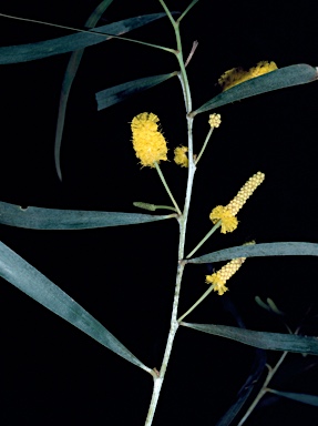 APII jpeg image of Acacia lasiocalyx  © contact APII