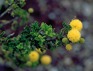 APII jpeg image of Acacia lasiocarpa var. lasiocarpa  © contact APII