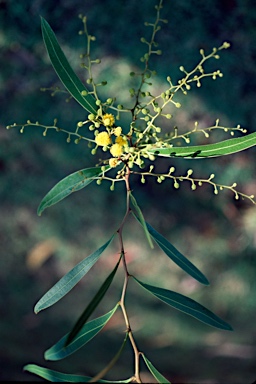 APII jpeg image of Acacia macradenia  © contact APII