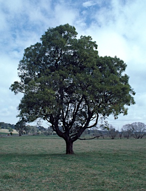 APII jpeg image of Acacia melanoxylon  © contact APII