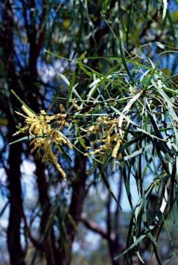 APII jpeg image of Acacia plectocarpa subsp. plectocarpa  © contact APII