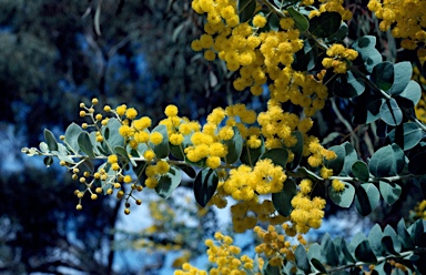 APII jpeg image of Acacia podalyriifolia  © contact APII