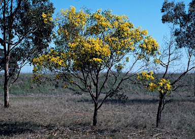 APII jpeg image of Acacia pycnantha  © contact APII