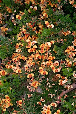 APII jpeg image of Dillwynia phylicoides  © contact APII