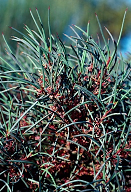 APII jpeg image of Hakea strumosa  © contact APII