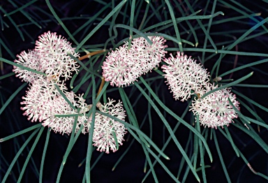 APII jpeg image of Hakea drupacea  © contact APII