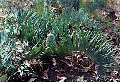 APII jpeg image of Macrozamia secunda  © contact APII