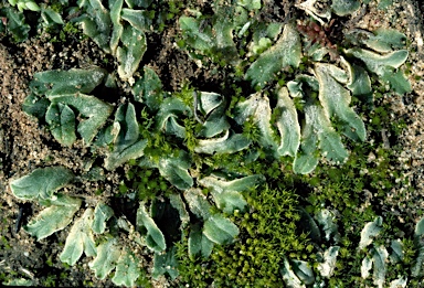 APII jpeg image of Riccia lamellosa  © contact APII