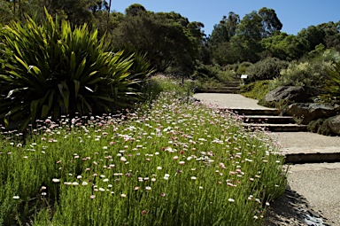 APII jpeg image of Rhodanthe chlorocephala subsp. rosea  © contact APII