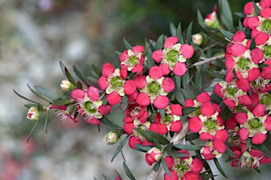 APII jpeg image of Leptospermum 'Rudolph'  © contact APII