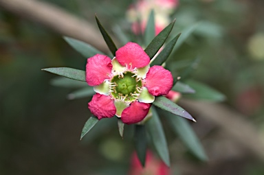 APII jpeg image of Leptospermum 'Rudolph'  © contact APII