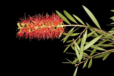 APII jpeg image of Callistemon 'Banana'  © contact APII