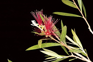 APII jpeg image of Callistemon 'La Grande Vermilion'  © contact APII