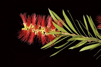 APII jpeg image of Callistemon viminalis 'Cedar Creek'  © contact APII