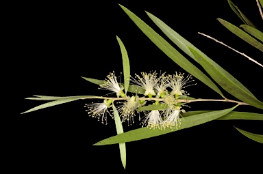 APII jpeg image of Callistemon salignus  © contact APII