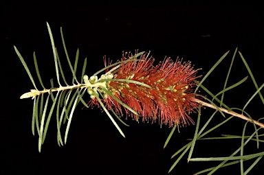 APII jpeg image of Callistemon linearis  © contact APII