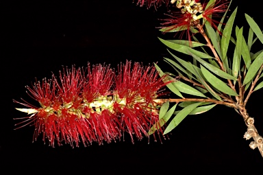 APII jpeg image of Callistemon citrinus  © contact APII