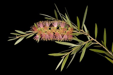 APII jpeg image of Callistemon 'Baroondah Station'  © contact APII