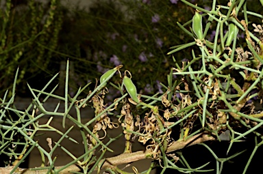 APII jpeg image of Hakea pulvinifera  © contact APII