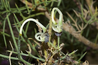 APII jpeg image of Hakea pulvinifera  © contact APII