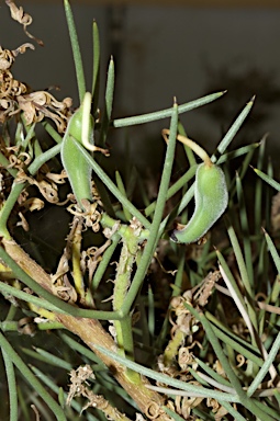 APII jpeg image of Hakea pulvinifera  © contact APII