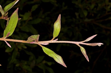 APII jpeg image of Grevillea mollis  © contact APII