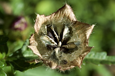 APII jpeg image of Hibiscus trionum  © contact APII