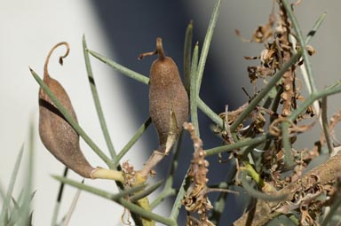 APII jpeg image of Hakea pulvinifera  © contact APII