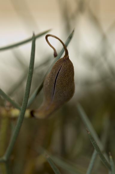 APII jpeg image of Hakea pulvinifera  © contact APII