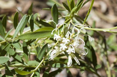 APII jpeg image of Grevillea sarissa subsp. sarissa  © contact APII