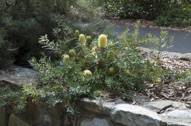 APII jpeg image of Banksia marginata 'Cape Patterson Dwarf'  © contact APII