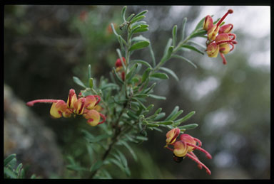 APII jpeg image of Grevillea lanigera  © contact APII