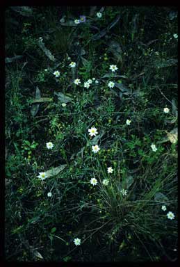 APII jpeg image of Rhodanthe diffusa subsp. leucactina  © contact APII