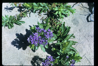 APII jpeg image of Halgania sericifolia  © contact APII