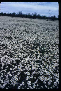 APII jpeg image of Rhodanthe floribunda  © contact APII