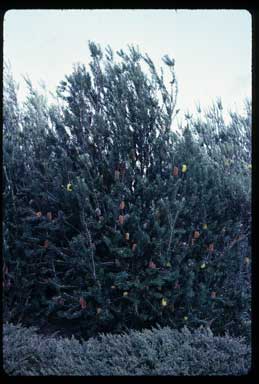 APII jpeg image of Banksia marginata  © contact APII