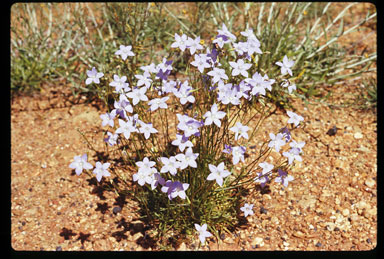 APII jpeg image of Wahlenbergia communis  © contact APII