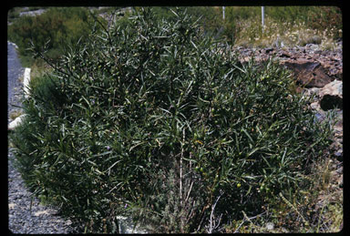 APII jpeg image of Solanum vescum  © contact APII