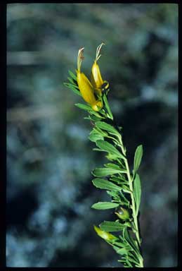 APII jpeg image of Eremophila glabra 'Minginew Gold'  © contact APII