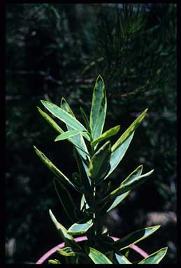 APII jpeg image of Philotheca myoporoides 'Moon Shadow'  © contact APII