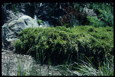 APII jpeg image of Baeckea linifolia 'Sparkles'  © contact APII