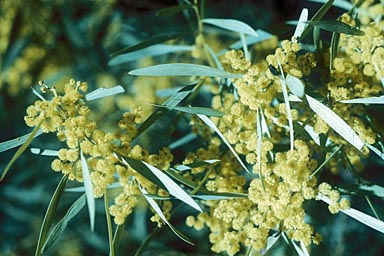 APII jpeg image of Acacia rubida  © contact APII