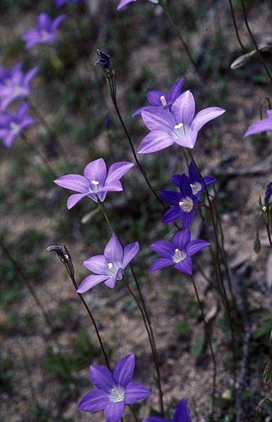 APII jpeg image of Wahlenbergia gloriosa  © contact APII