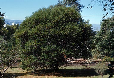 APII jpeg image of Banksia marginata  © contact APII