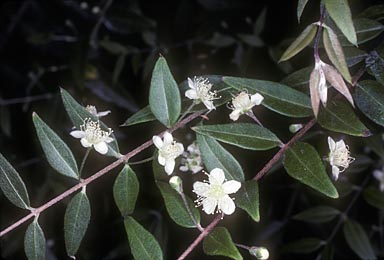 APII jpeg image of Austromyrtus dulcis  © contact APII